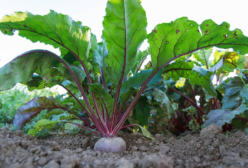 Beetroot Plants mature